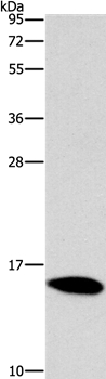 CST4 Antibody