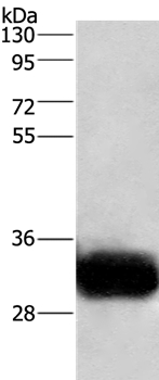 GPM6A Antibody