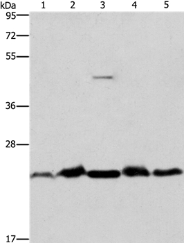 THOC7 Antibody