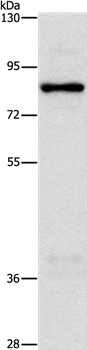 NOL9 Antibody