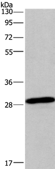 BNIP3 Antibody