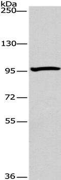 ATG9A Antibody