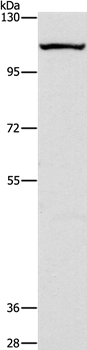 CAPRIN1 Antibody