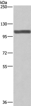 XPO1 Antibody