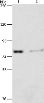 ASAH2 Antibody