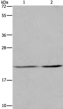 ASF1A Antibody