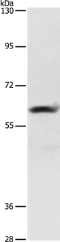 AIFM3 Antibody