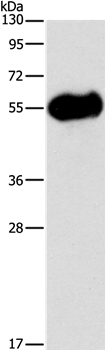 AMY2A Antibody