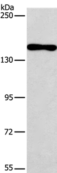 PDS5B Antibody