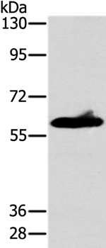 ASB3 Antibody