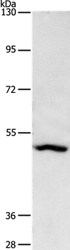 ASB10 Antibody