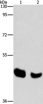 BAAT Antibody