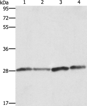 BCAP31 Antibody