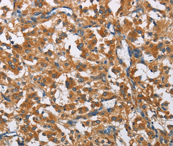 COPB1 Antibody