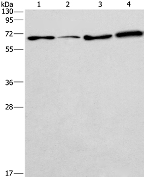 BIN3 Antibody