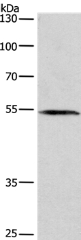 BLK Antibody