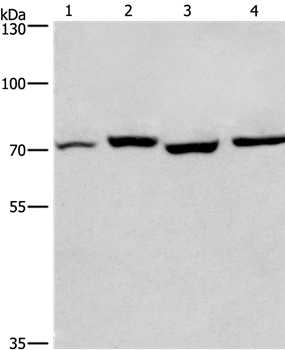 ARNTL Antibody