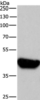 BRE Antibody