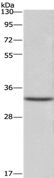 CENPH Antibody