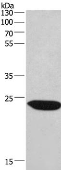 CHMP1A Antibody