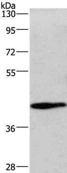 WNT3A Antibody