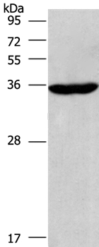 CIAPIN1 Antibody