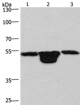 PLEKHO1 Antibody