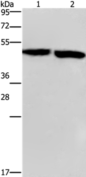 CLUAP1 Antibody