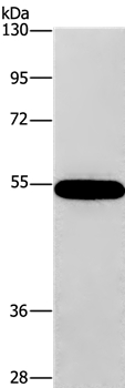 CNDP1 Antibody