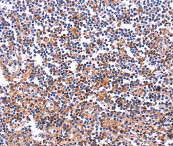 COL20A1 Antibody