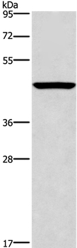 CPA2 Antibody