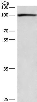 PLA2G4A Antibody