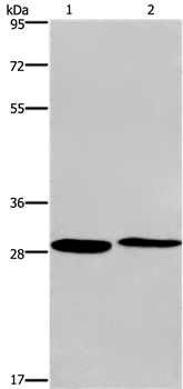 CPSF4 Antibody