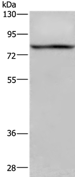 REL Antibody