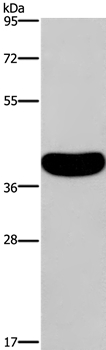 CRELD2 Antibody