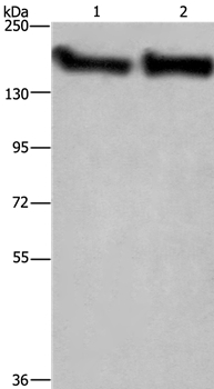 CYFIP2 Antibody