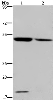 CYP27A1 Antibody