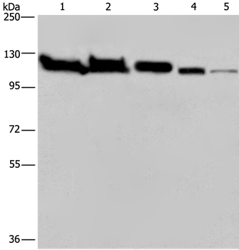 HSPA4 Antibody