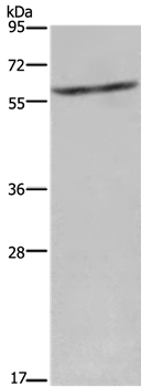 CYP4A11 Antibody