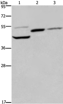 CYR61 Antibody