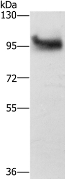 DAB2 Antibody