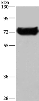 DDX53 Antibody