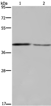 DEGS1 Antibody