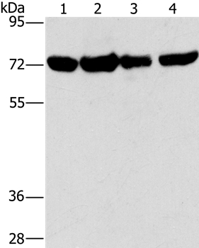 DEPDC1 Antibody