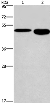 DMRT3 Antibody