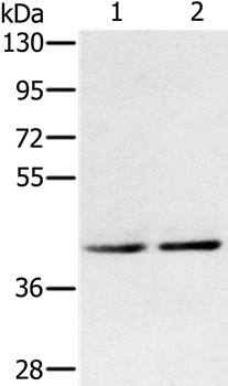 DPF2 Antibody