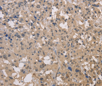 DRG1 Antibody