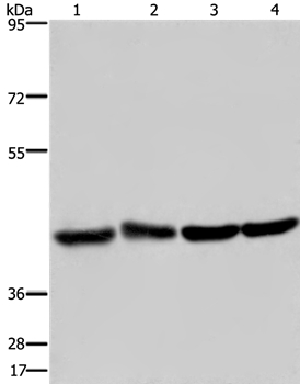 DRG1 Antibody