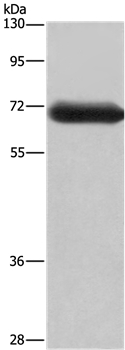 DPYSL3 Antibody