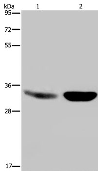 MAPRE3 Antibody